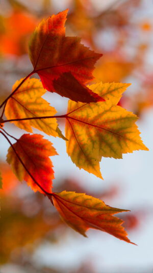 Fall Wallpaper