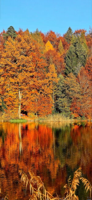 Fall Wallpaper