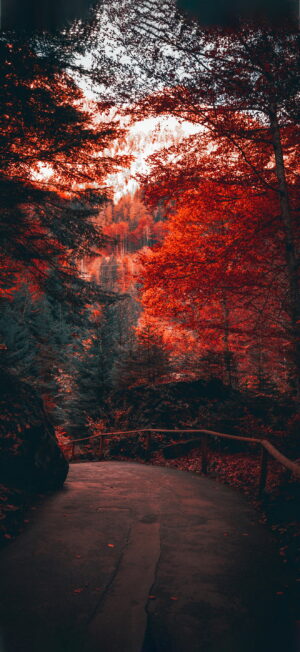 Fall Wallpaper Fall Wallpaper