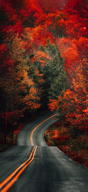 Fall Wallpaper