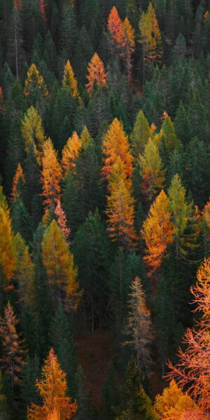 Fall Wallpaper