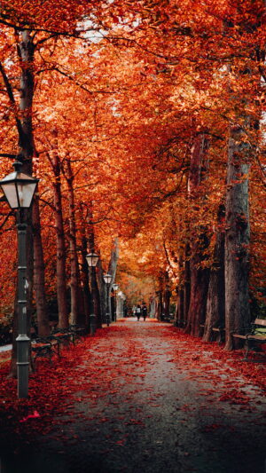 Fall Wallpaper